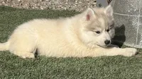 Sasha, a female Siberian Husky for sale in Tulare, CA – Photo 9 of 10