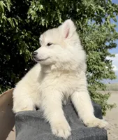 Sasha, a female Siberian Husky for sale in Tulare, CA – Photo 4 of 10