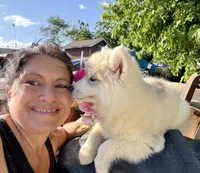 Sasha, a female Siberian Husky for sale in Tulare, CA – Photo 5 of 10