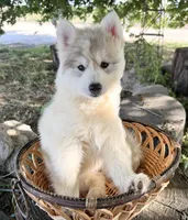 Sasha, a female Siberian Husky for sale in Tulare, CA – Photo 3 of 10