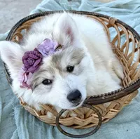 Sasha, a female Siberian Husky for sale in Tulare, CA – Photo 10 of 10