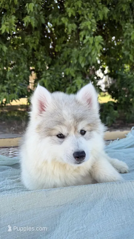 Sasha – Siberian Husky puppy for sale in Tulare, CA
