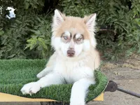 Niko, a male Siberian Husky for sale in Tulare, CA – 1 of 8