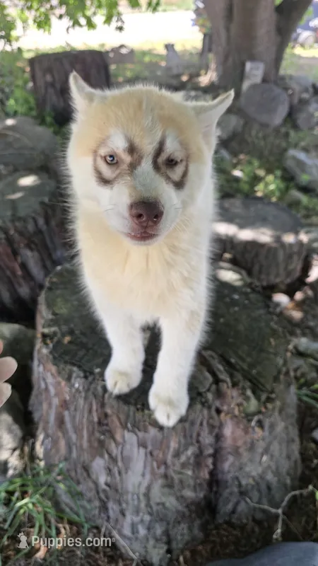 Rusty – Siberian Husky puppy for sale in Tulare, CA