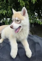 Rusty, a male Siberian Husky for sale in Tulare, CA – 3 of 10