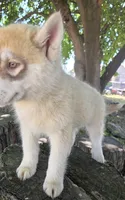 Rusty, a male Siberian Husky for sale in Tulare, CA – 8 of 10