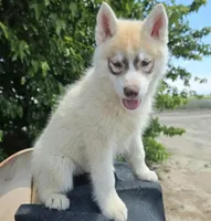 Rusty, a male Siberian Husky for sale in Tulare, CA – 2 of 10