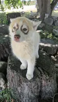 Rusty, a male Siberian Husky for sale in Tulare, CA – 4 of 10