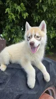 Rusty, a male Siberian Husky for sale in Tulare, CA – 9 of 10
