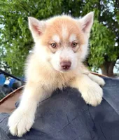 Rusty, a male Siberian Husky for sale in Tulare, CA – Photo 1 of 3