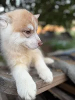 Rusty, a male Siberian Husky for sale in Tulare, CA – Photo 2 of 3