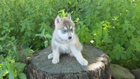 Nika, a female Siberian Husky for sale in Tulare, CA – Photo 3 of 5