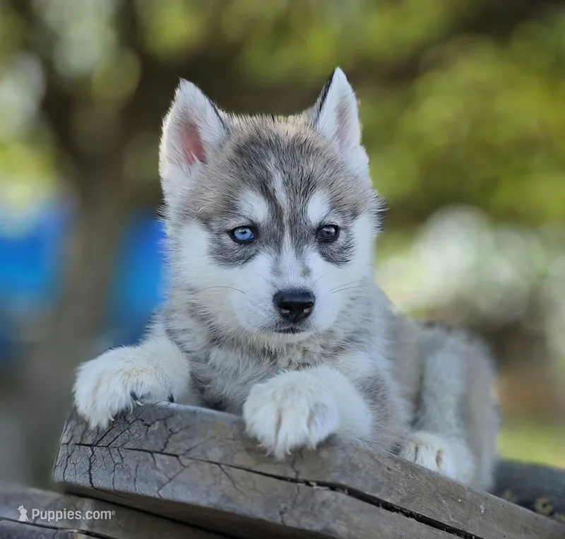 Nika – Siberian Husky puppy for sale in Tulare, CA