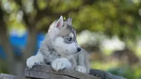 Nika, a female Siberian Husky for sale in Tulare, CA – Photo 2 of 5