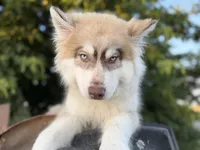 Niko, a male Siberian Husky for sale in Tulare, CA – 7 of 8