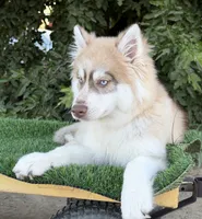 Niko, a male Siberian Husky for sale in Tulare, CA – 4 of 8