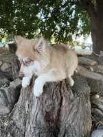 Niko, a male Siberian Husky for sale in Tulare, CA – 6 of 8