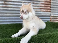 Niko, a male Siberian Husky for sale in Tulare, CA – 8 of 8