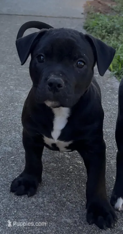 Baby minion  – American Bully puppy for sale in Hampton, GA