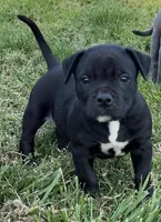 Baby minion , a male American Bully for sale in Hampton, GA – Photo 2 of 2