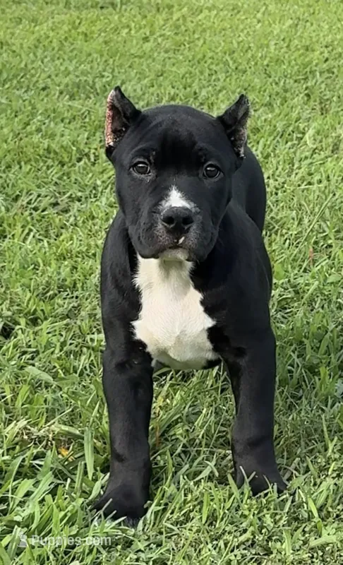Care bear – American Bully puppy for sale in Hampton, GA