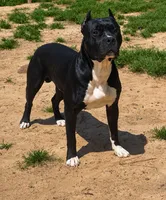 Candy, a female American Bully for sale in Hampton, GA – 4 of 4