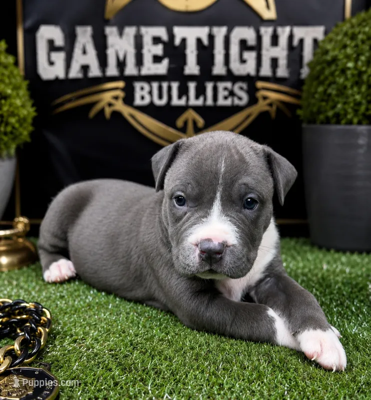 Candy – American Bully puppy for sale in Hampton, GA
