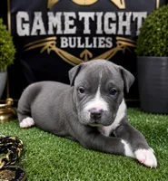 Candy, a female American Bully for sale in Hampton, GA – 1 of 4