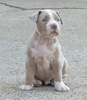 Ric, a male American Bully for sale in Hampton, GA – Photo 2 of 7