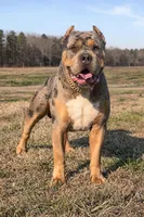 Ric, a male American Bully for sale in Hampton, GA – Photo 7 of 7