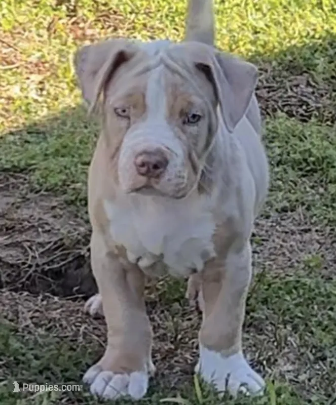 Ric – American Bully puppy for sale in Hampton, GA