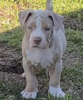 Ric, a male American Bully for sale in Hampton, GA – Photo 1 of 7