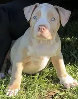 Ric, a male American Bully for sale in Hampton, GA – Photo 3 of 7