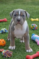 Ric, a male American Bully for sale in Hampton, GA – Photo 4 of 7