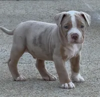 Ric, a male American Bully for sale in Hampton, GA – Photo 6 of 7