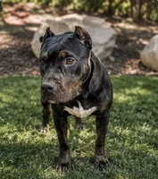 Candy, a female American Bully for sale in Hampton, GA – 3 of 4