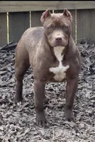 Panda 🐼 , a male American Bully for sale in Hampton, GA – Photo 5 of 5