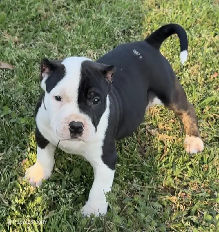 Panda 🐼  – American Bully puppy for sale in Hampton, GA
