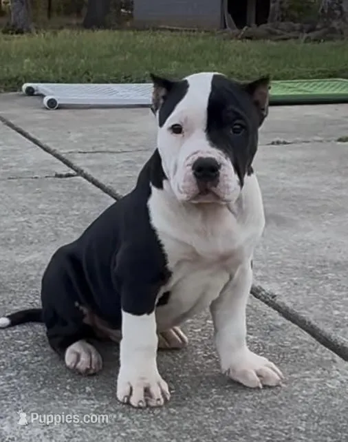 Panda 🐼  – American Bully puppy for sale in Hampton, GA