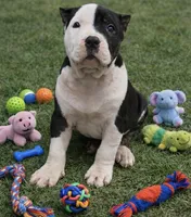 Panda 🐼 , a male American Bully for sale in Hampton, GA – Photo 1 of 5