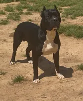 Panda 🐼 , a male American Bully for sale in Hampton, GA – Photo 4 of 5