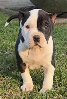 Panda 🐼 , a male American Bully for sale in Hampton, GA – Photo 3 of 5