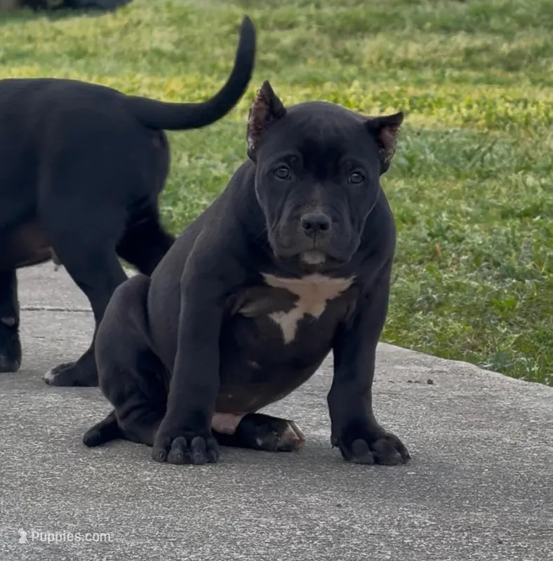 Midnight  – American Bully puppy for sale in Hampton, GA