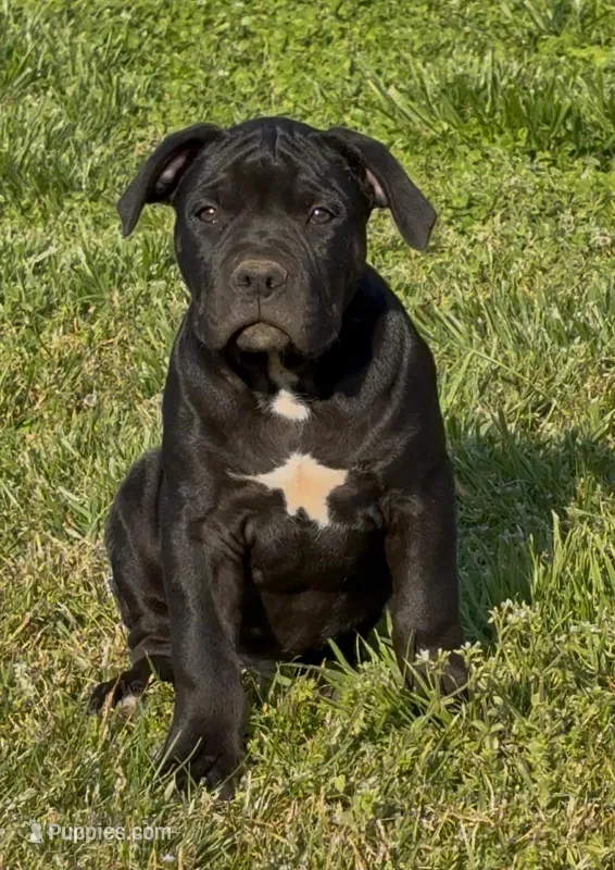 Black out – American Bully puppy for sale in Hampton, GA