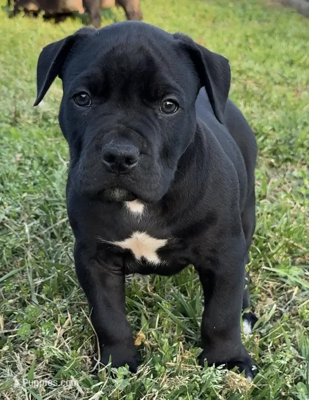 Black out – American Bully puppy for sale in Hampton, GA