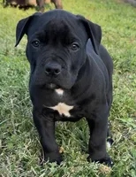 Black out, a male American Bully for sale in Hampton, GA – Photo 1 of 3