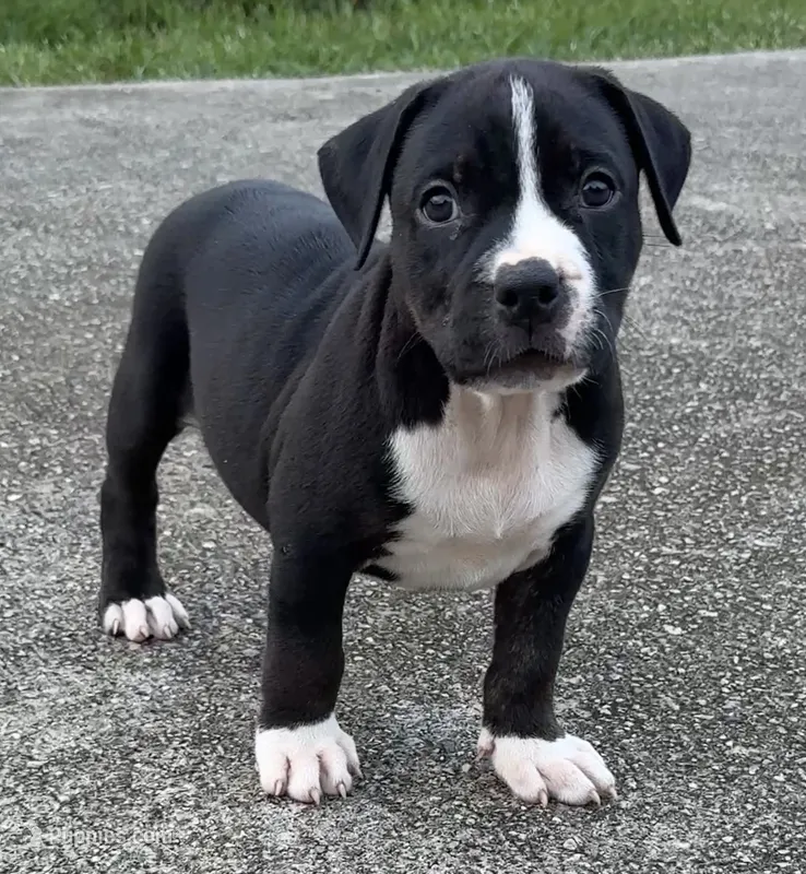 Brittani  – American Bully puppy for sale in Hampton, GA