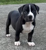 Brittani , a female American Bully for sale in Hampton, GA – 1 of 2