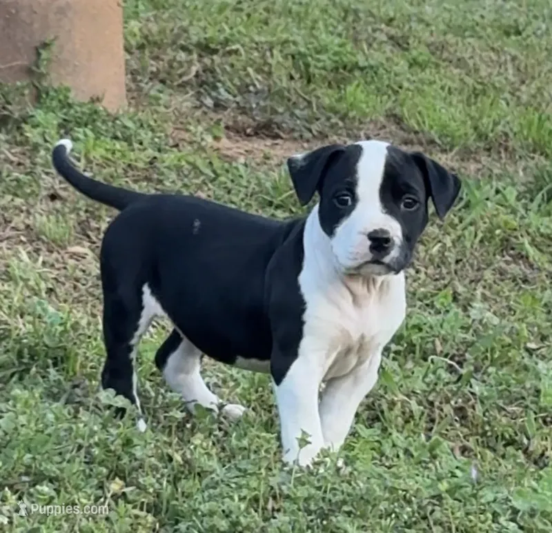 Lisa – American Bully puppy for sale in Hampton, GA
