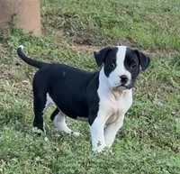 Lisa, a female American Bully for sale in Hampton, GA – Photo 3 of 3
